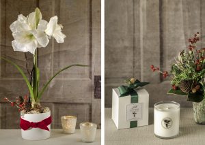 Live Amaryllis plant with stunning, long lasting blooms