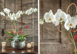 RWF Original, double-stem Phalaenopsis orchid plants with holiday berries and succulents