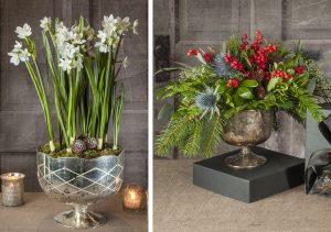 Live narcissus paper white bulbs planted in a pedestal bowl for the holidays