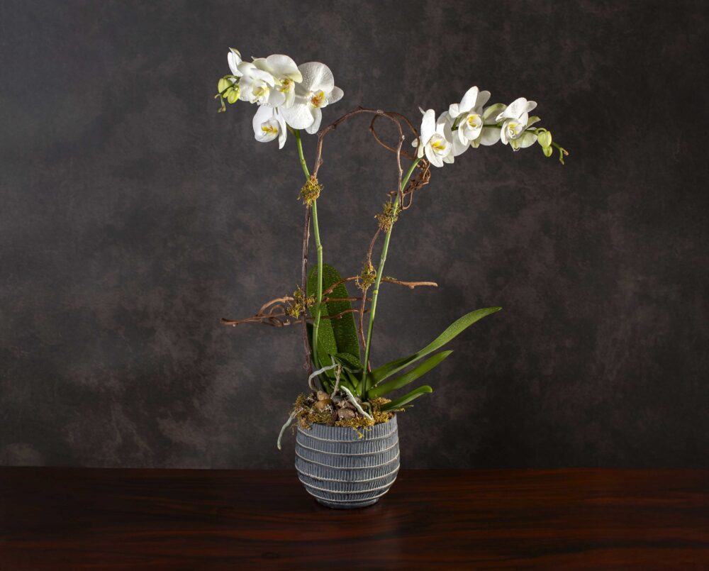 An elegant, double-stemmed, white, phalaenopsis, orchid, dressed in a beautiful cachepot, delivered.