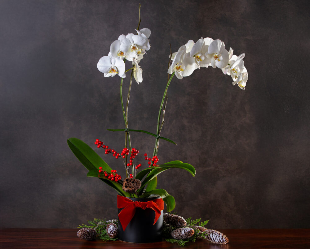 An elegant, double-stemmed, white, phalaenopsis, orchid, dressed with red berries and velvet ribbon in a beautiful cachepot, delivered, christmas.